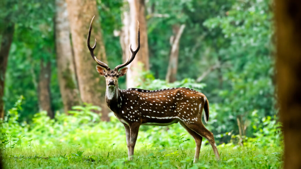 Wildlife Sanctuary in West Bengal- Feature- TCP