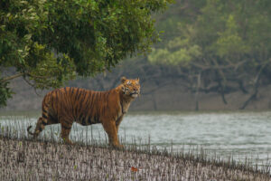 Wildlife Sanctuary in West Bengal - Descriptive 3 - TCP