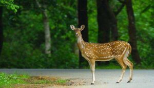 Wildlife Sanctuary in West Bengal - Descriptive 4 - TCP