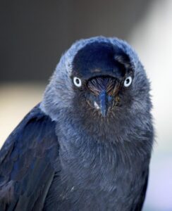 Interesting fact about birds-Descriptive 4- TCP