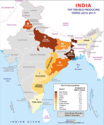 Largest Rice Producing State in India | The Creative Post