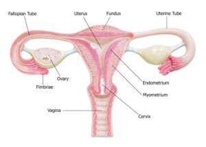 Normal Size of Ovary - Descriptive 1 - TCP