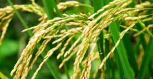 Largest Rice Producing State in India - Closure - TCP