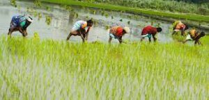 Largest Rice Producing State in India - Descriptive 6 - TCP