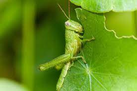 What Do Grasshoppers Eat? - Descriptive 2 - TCP