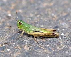 What Do Grasshoppers Eat? - Descriptive 3 - TCP