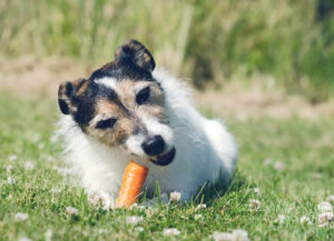 Can Dogs Have Cucumbers? - Descriptive 3 - TCP