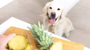 Can Dogs Have Cucumbers? - Descriptive 4 - TCP