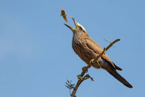 What Do Grasshoppers Eat? - Descriptive 5 - TCP