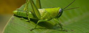 What Do Grasshoppers Eat? - Closure - TCP