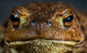 What Do Toads Eat? - Feature - TCP