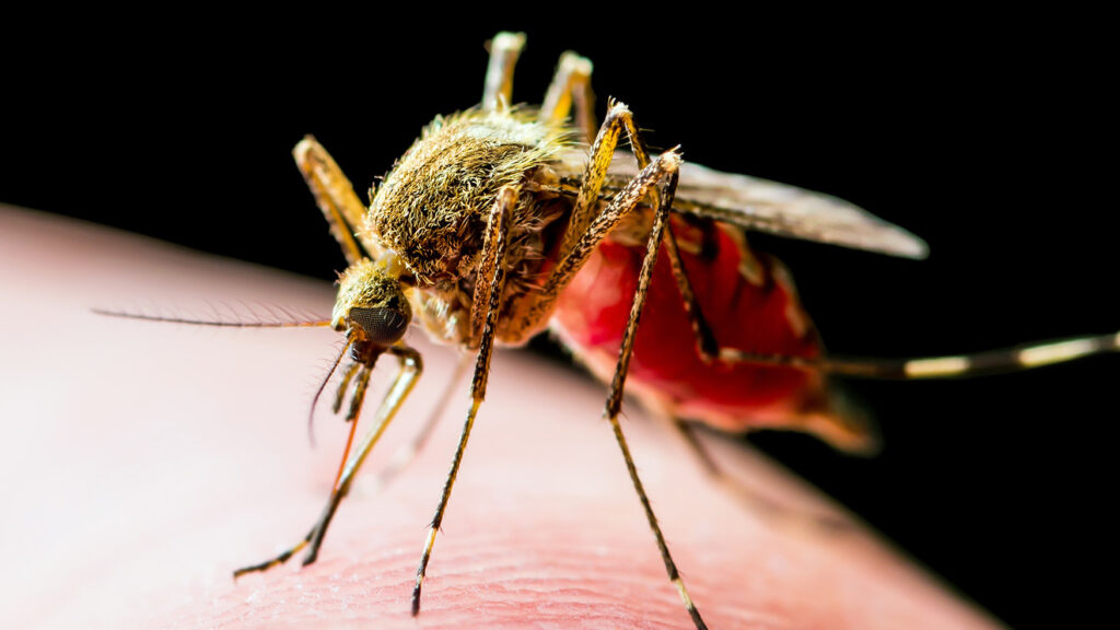 How Long Do Mosquitoes Live? - Feature - TCP