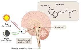 How Long Does Melatonin Last? - Descriptive 1 - TCP