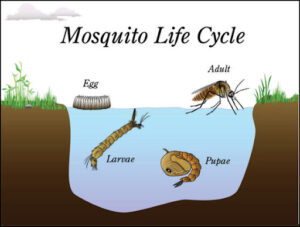 How Long Do Mosquitoes Live? - Descriptive 1- TCP