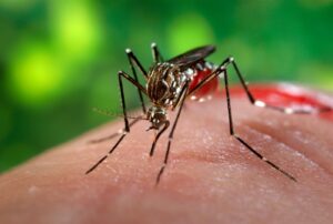 How Long Do Mosquitoes Live? - Descriptive 2 - TCP