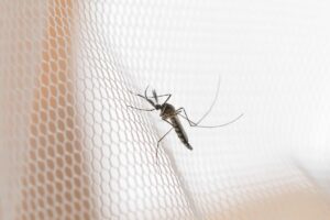 How Long Do Mosquitoes Live? - Descriptive 3 - TCP