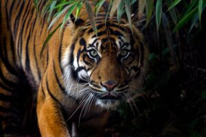 Biggest Tiger Reserve in India - Closure - TCP