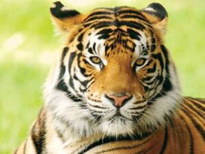 Biggest Tiger Reserve in India - Descriptive 1- TCP