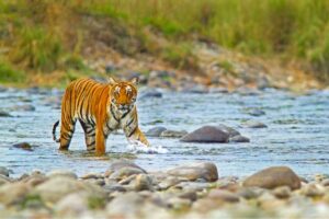 Biggest Tiger Reserve in India - Descriptive 5 - TCP