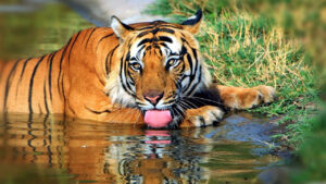 Biggest Tiger Reserve in India - Feature - TCP