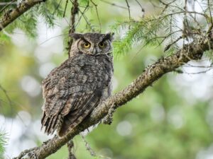 What Colors are Owls? - Feature - TCP