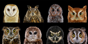 What Colors are Owls? - Descriptive 1- TCP