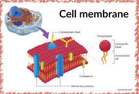 Who Gave The Cell Theory? - Descriptive 4 - TCP