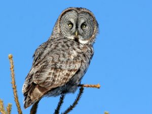 What Colors are Owls? - Descriptive 6 - TCP