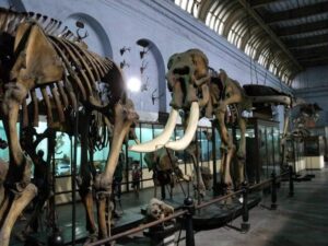 Largest Museum in India - Descriptive 1-  TCP