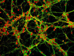 Smallest Cell in Human Body - Descriptive 2 - TCP