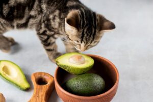 Can Cats eat Avocado? - Descriptive 2 - TCP