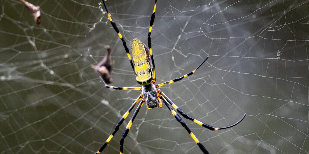 What do Spiders Eat? - Feature - TCP