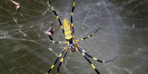 What do Spiders Eat? - Feature - TCP