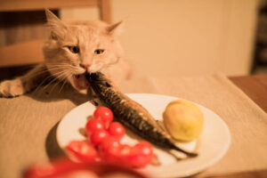 Can Cats eat Avocado? - Descriptive 5 - TCP