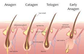 How Long Does It Take for Hair to Grow? - Descriptive 2 - TCP