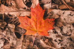 The Autumnal Leaf - Closure -TCP