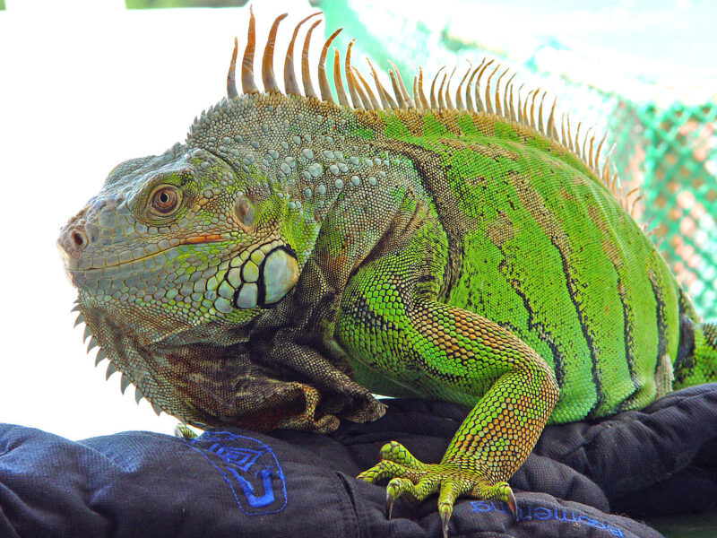 What Do Iguanas Eat? - Feature -TCP