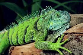 What Do Iguanas Eat? - Descriptive 1 -TCP