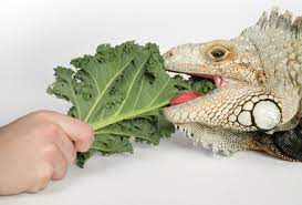 What Do Iguanas Eat? - Descriptive 4 -TCP