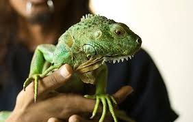 What Do Iguanas Eat? - Closure-TCP